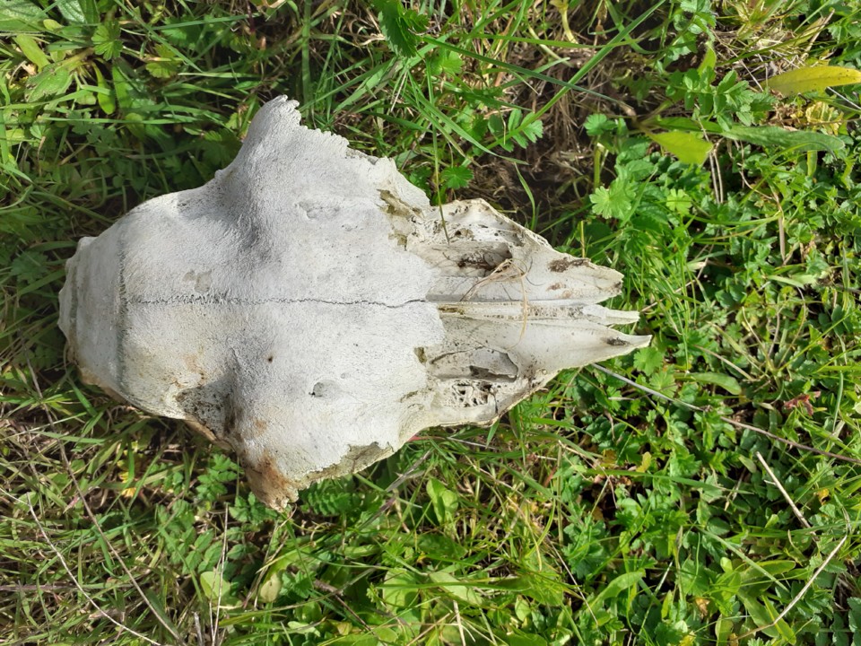 Caveira Ovelha. Foto Original. 2021.02.21.jpg