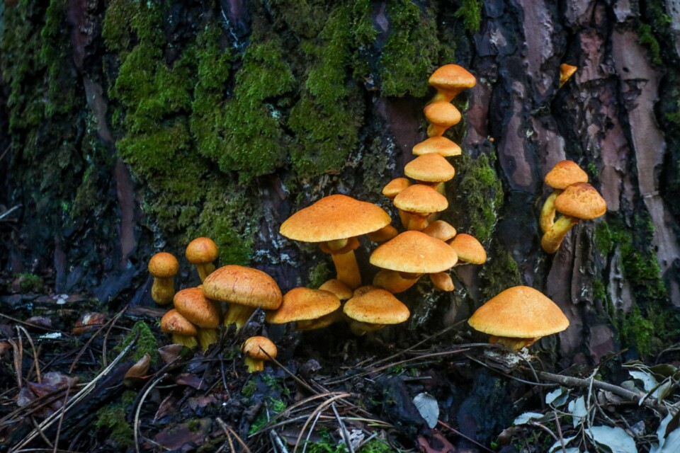 cogumelo do riso 4 a.jpg