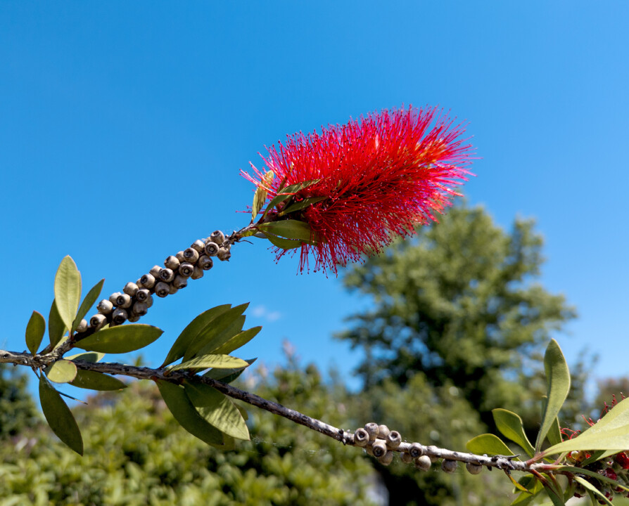 flor de jardim na zona desportiva.jpg