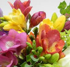 frésias in floresonline.com.br..jpg