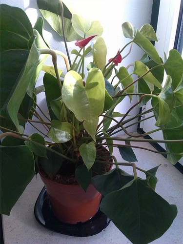 12467969_10208857845547836_751942943_n.jpg 12467969_10208857845547836_751942943_n.jpg