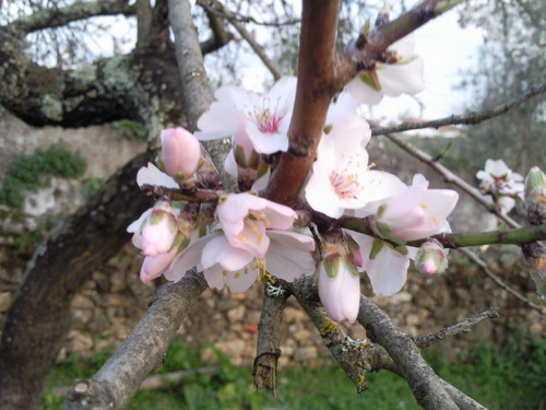 Amendoeira Foto original DAPL 2015.jpg