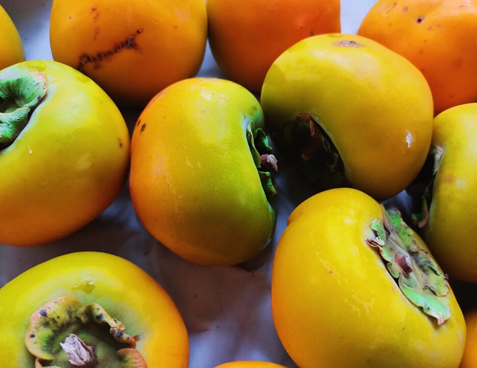 460841602_916828363807908_9147550171962832073_n.jp