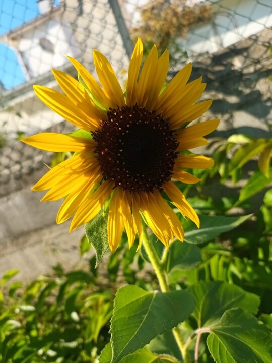 Não me canso disto_flores.jpg