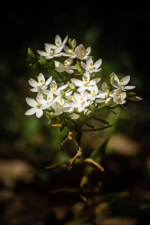 biodiversidade 8.jpg