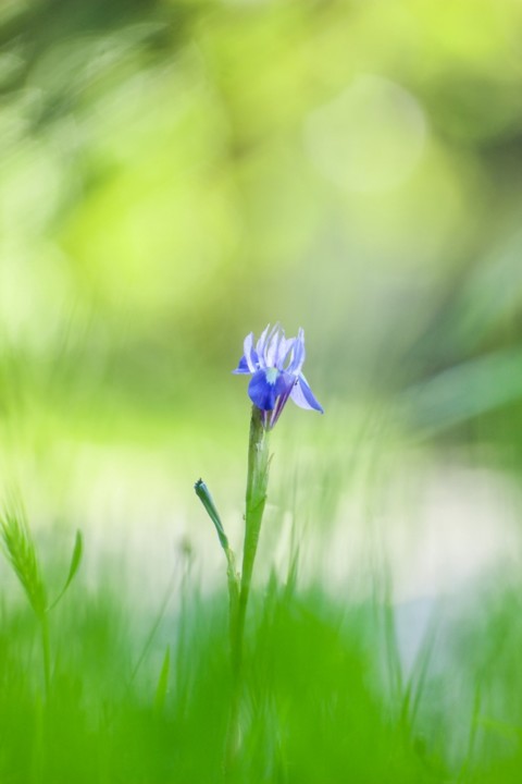 maios-pequenos 1.jpg