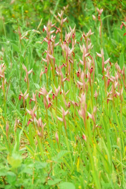 serapias strictiflora 6.jpg