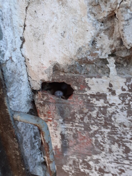 Ninho Ombreira Porta. Foto original. 2022.06.09.jpg