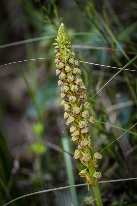 aceras anthropophorum a 10.jpg