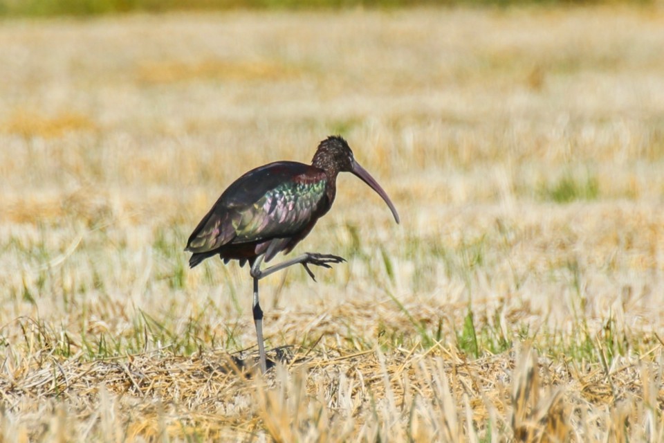 ibis-preta 8.jpg