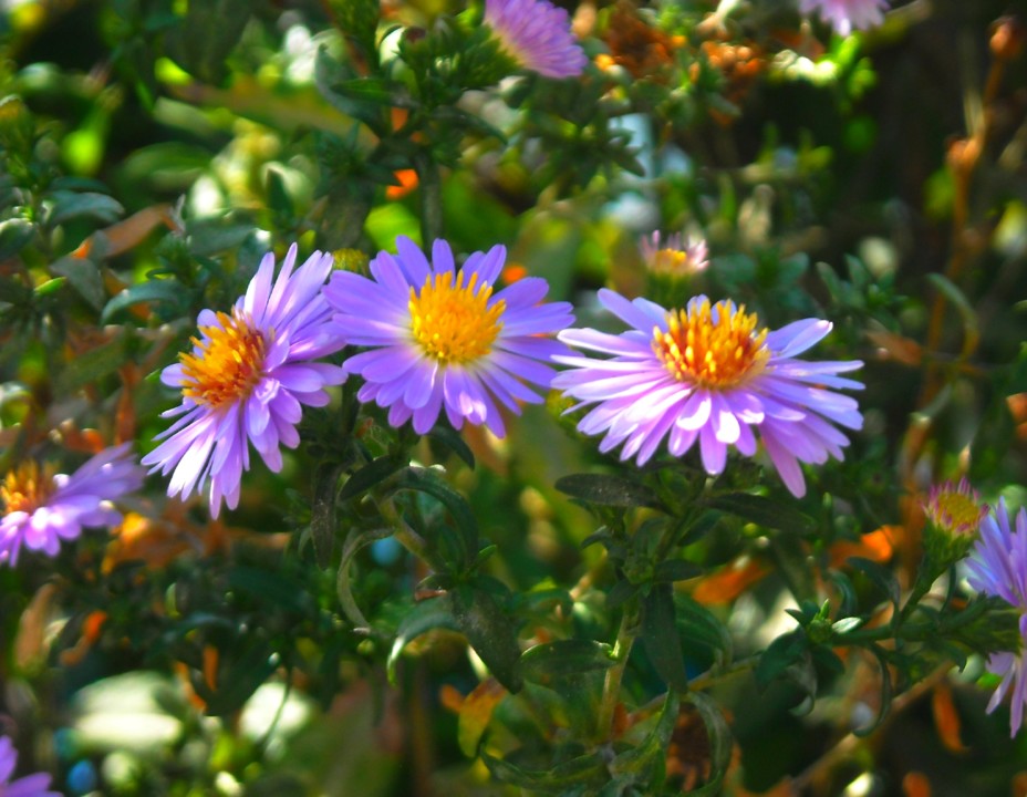 Flores.JPG Flores.JPG