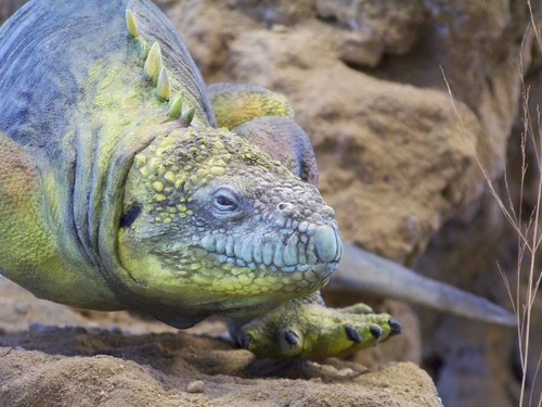 Cópia de 100_6280.JPG