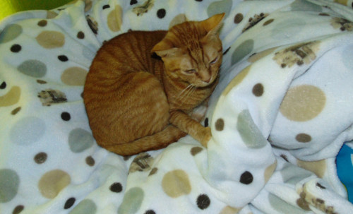 chonnar.JPG chonnar.JPG