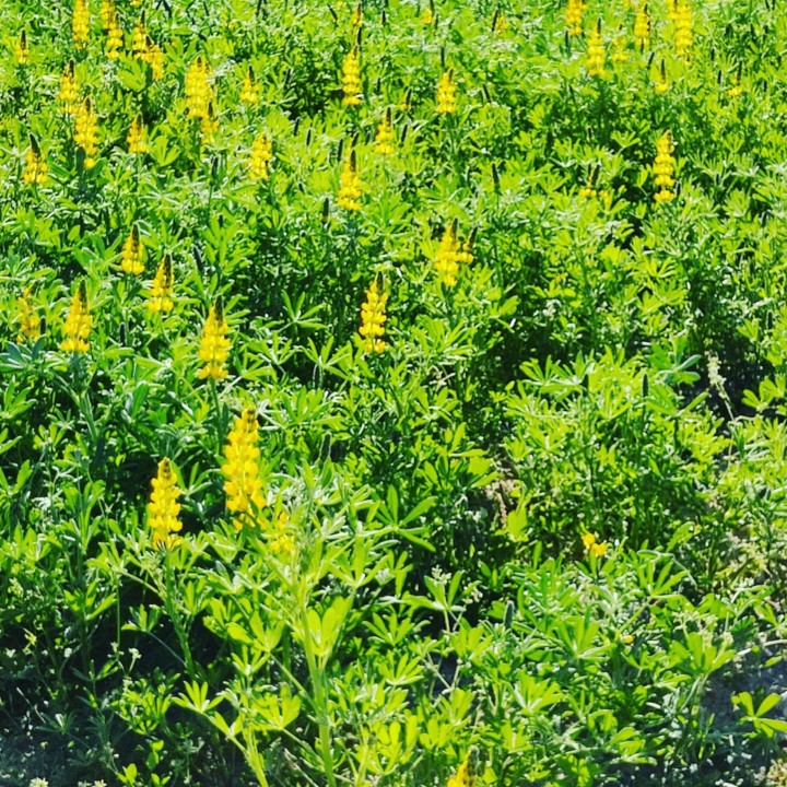 162578754_1977093299097088_3033787846401034574_o.j