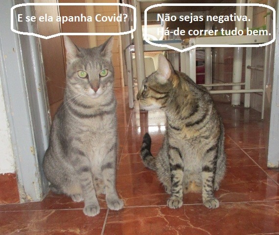 IMG_0047 - Cópia.JPG