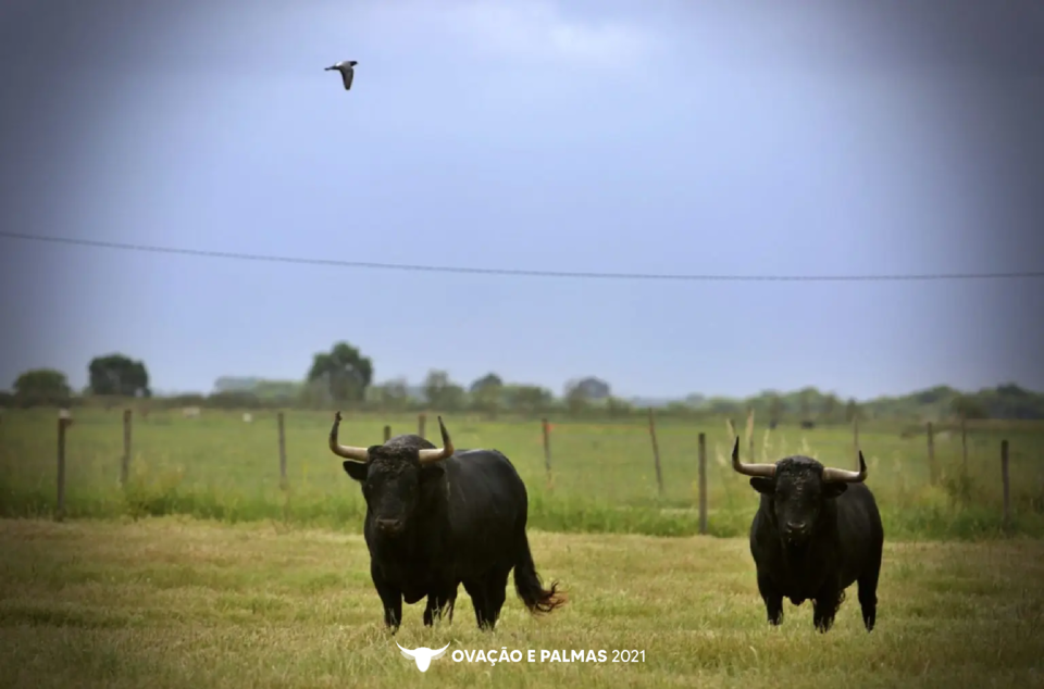 Sem título-4-02.png