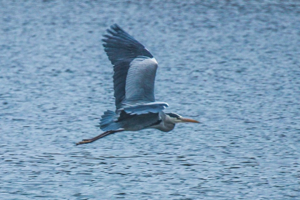 lagoa de obidos 20.jpg