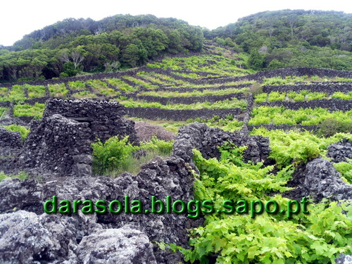 azores_pico_criacao_velha_36.JPG