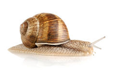 caracol-agradável.jpg