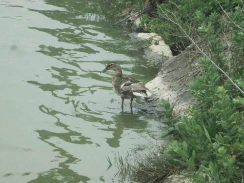 33123362_1652199848228647_5075817132374097920_n.jp 33123362_1652199848228647_5075817132374097920_n.jp