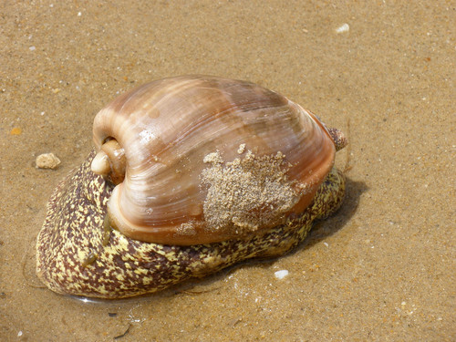 ferro de engomar.jpg