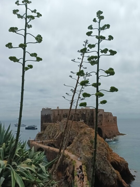 Não me canso disto_Berlengas 1h.jpg