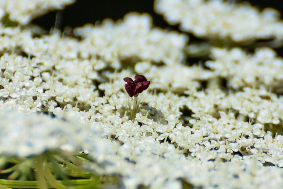 daucus carota a 11.jpg