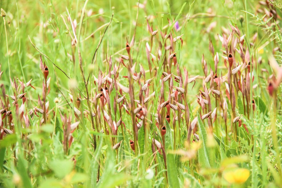 serapias strictiflora 7 a.jpg