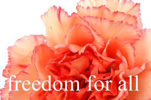 freddom.jpg