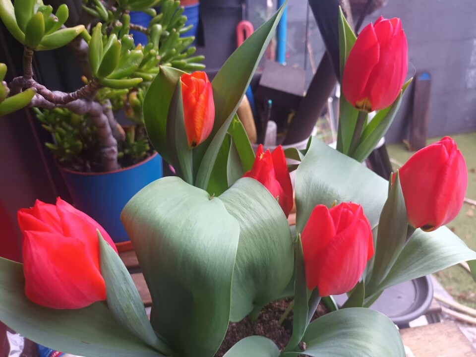 Não me canso disto flores.jpg