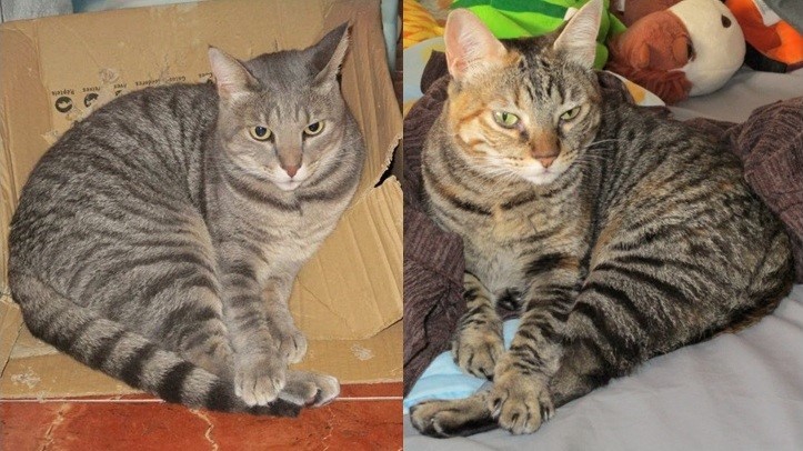 thumbnail_Gatos gordos x gatos magros.jpg