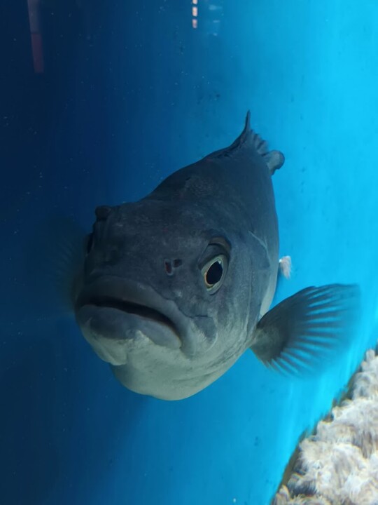 Não me canso disto Corunha 3.jpg