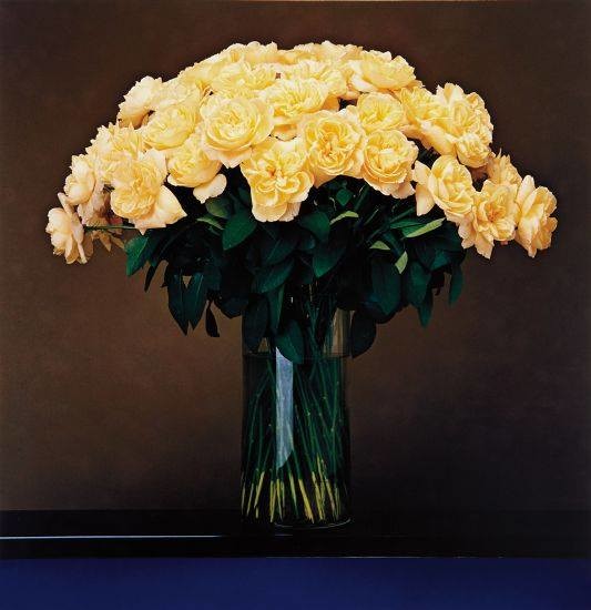 Mapplethorpe, Robert - roses (1988) Zélia.jpg