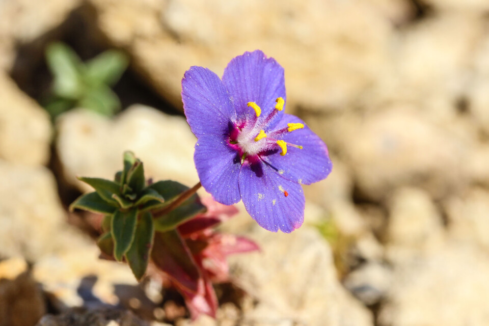 anagallis arvensis 3.jpg