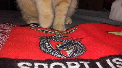 13254318_1307646705929906_6430100467646393669_n.jp