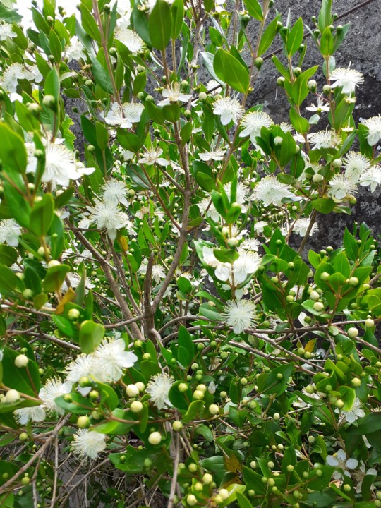 Murta. Foto original. 2021.06.16.jpg