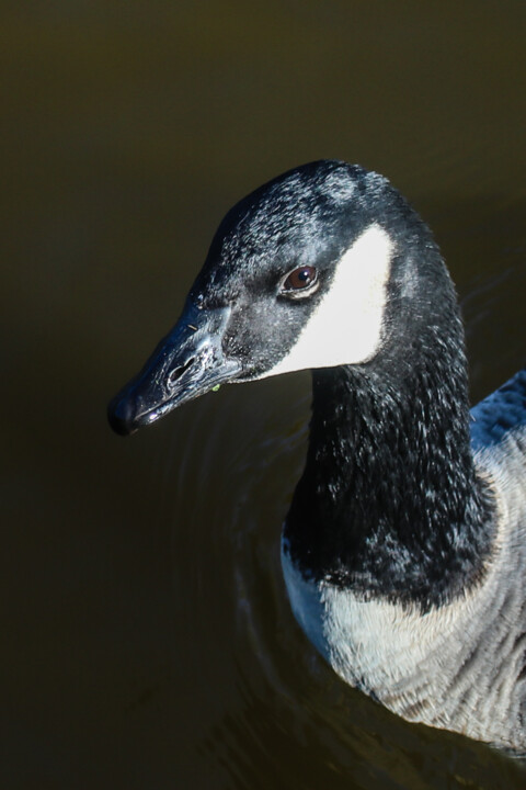 ganso-do-canada a 5.jpg
