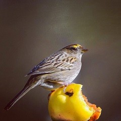 Golden-crowned-sparrow-bird-San-Francisco-CA-Steph