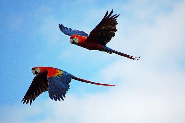 parrots-1612070_640.jpg