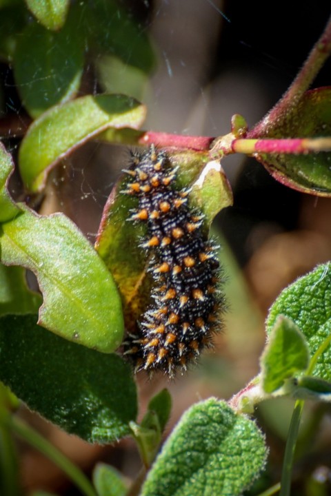 melitaea deione 1.jpg