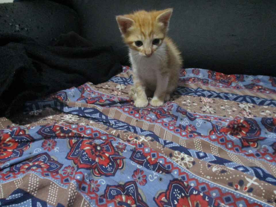 IMG_0289.JPG IMG_0289.JPG