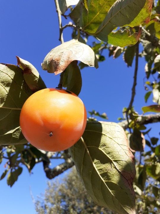 Dióspiro. Foto Original. 2021.10.07.jpg