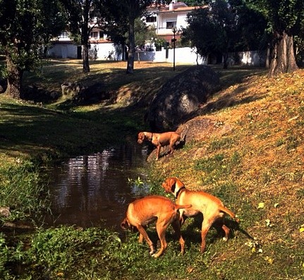 VINHAL - 14.AGO.2016.JPG