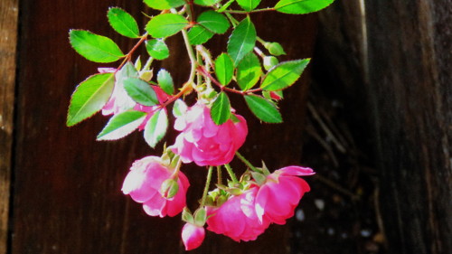 2017-12-25 16-25-04_0406.jpg