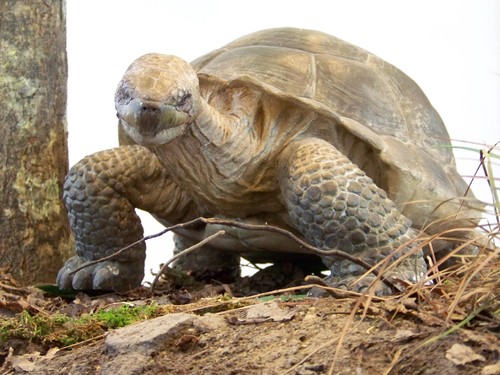 Cópia de 100_6261.JPG