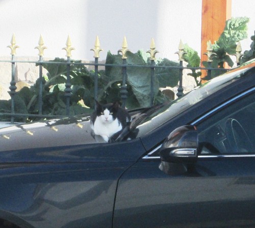 IMG_4423 - Cópia.JPG