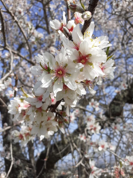 Flor amendoeira. Foto original. 2022.01.24.jpg