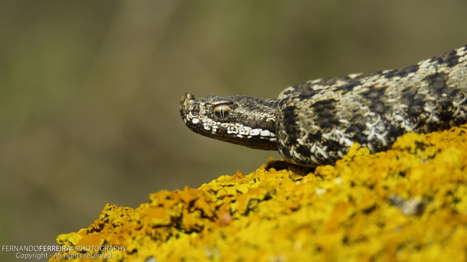 4º Lugar na Categoria A - Fauna - Víbora–cornu