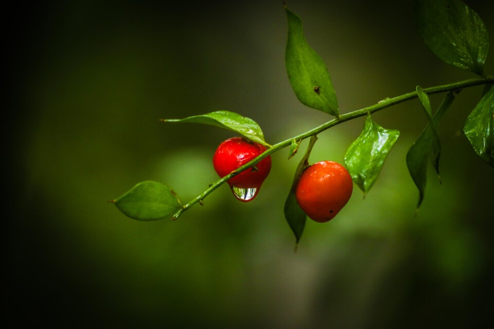 quinta das conchas 11.jpg