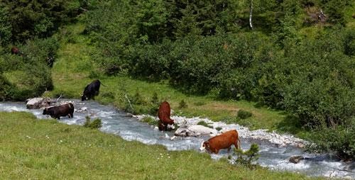 Ruisseau-vaches.jpg Ruisseau-vaches.jpg